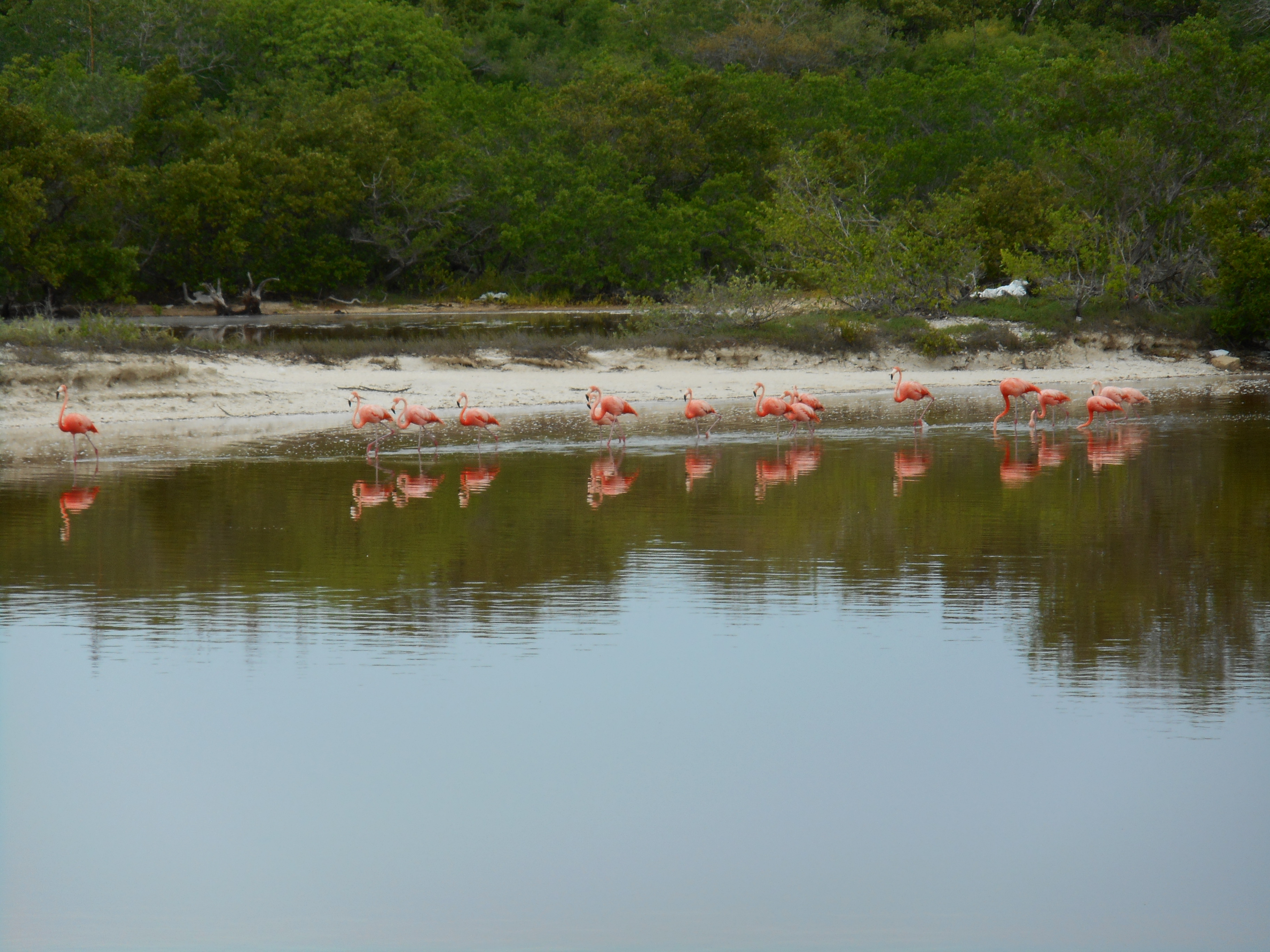 Picture of flamingoes at lake