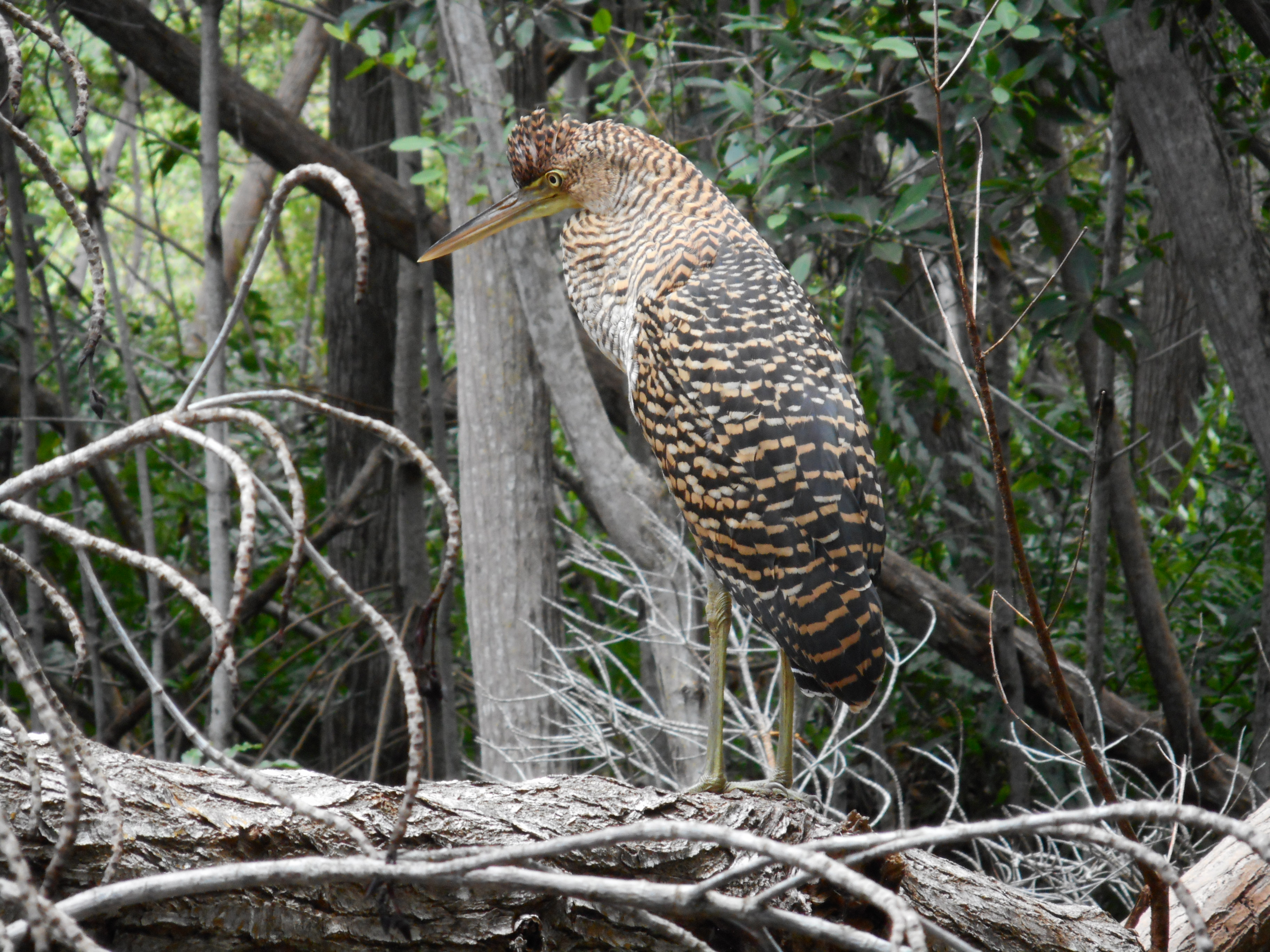 Picture of young tiger heron