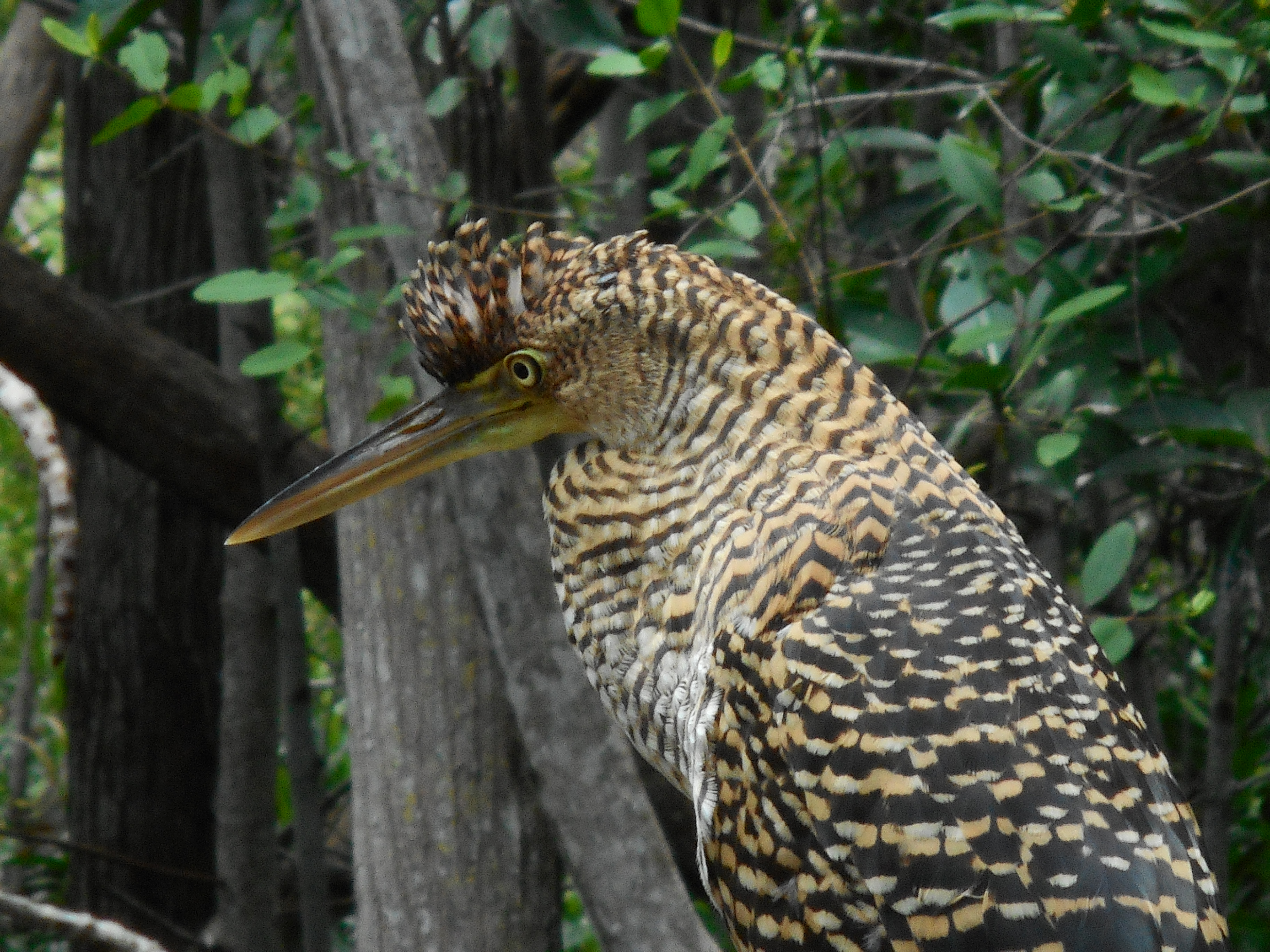 Full picture of young tiger heron