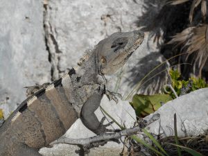 A black iguana, one of hundreds seen during the trip.