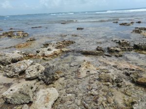 The rocky Caribbean coast in the Sian Ka’an Reserve. The rock contains abundant marine fossils.