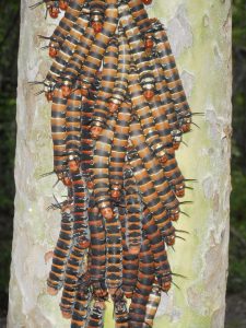 – A group of caterpillars (“zatz”) on a tree trunk. At night they move up into crown of the tree to feed on leaves, but during the day, they aggregate, probably for defense against predators.