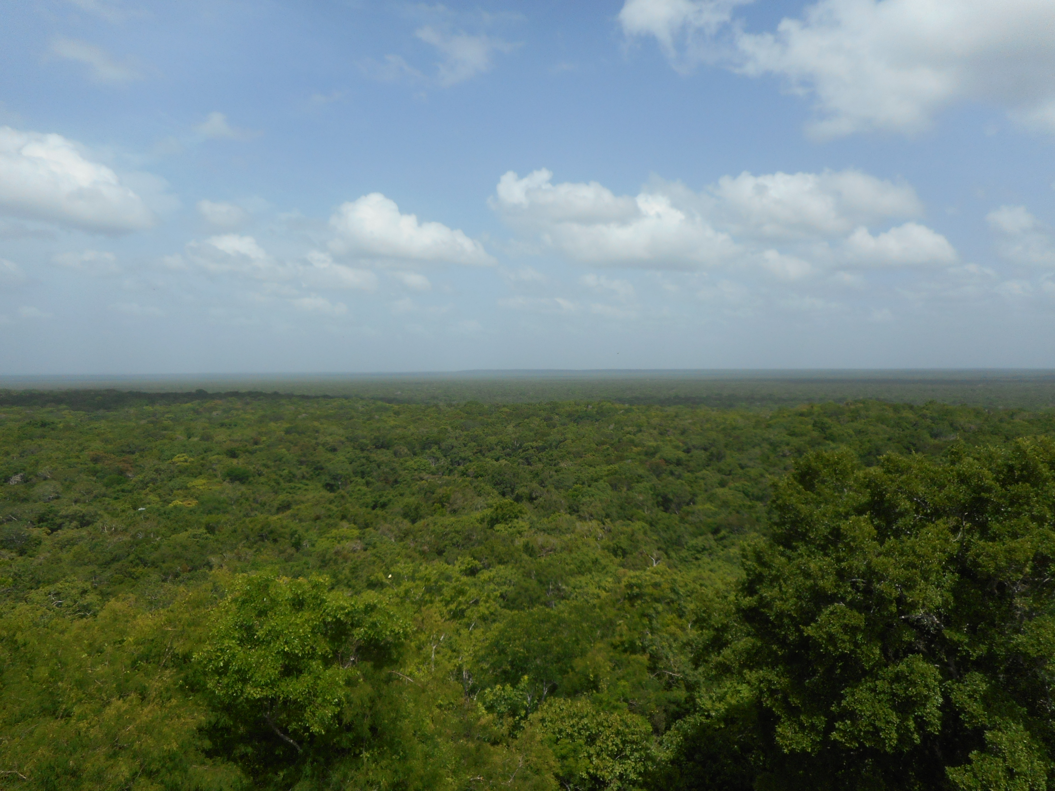 View from the top of Temple 2 at Calakmul, showing the extensive tropical forest.