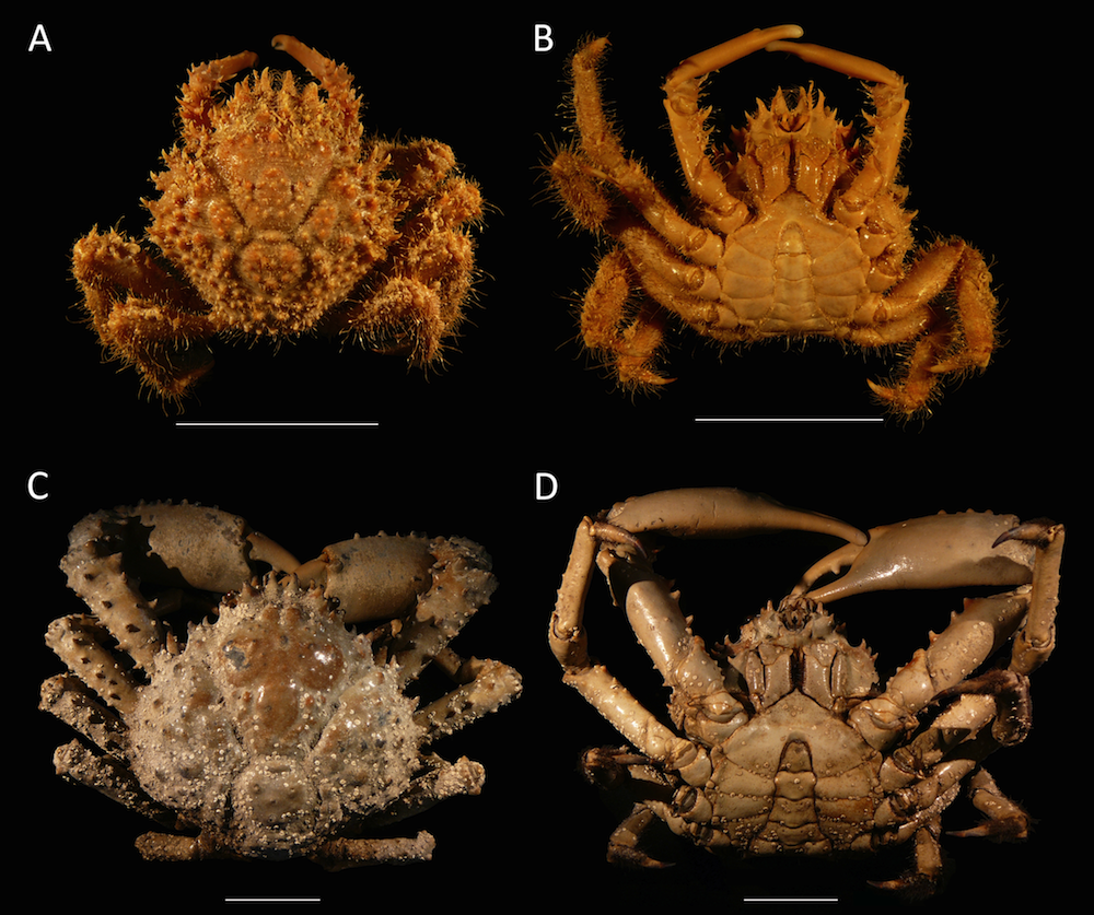 Dorsal and ventral views of modern male specimens of Maguimithrax spinosissimus that differ in size. (A, B) UF 11447, Florida, USA; (C, D) UF 11388, Florida, USA (largest specimen). Note the difference in length/width ratios of the carapace. Scale bar width = 30 mm.