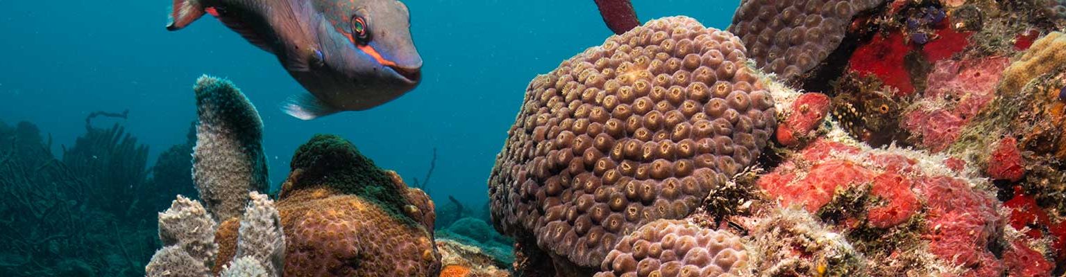 Underwater scene
